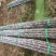 广西黑皮甘蔗果蔗3~4cm2~2.5米4-6斤