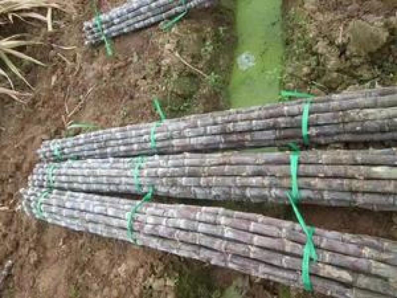 广西黑皮甘蔗果蔗3~4cm2~2.5米4-6斤