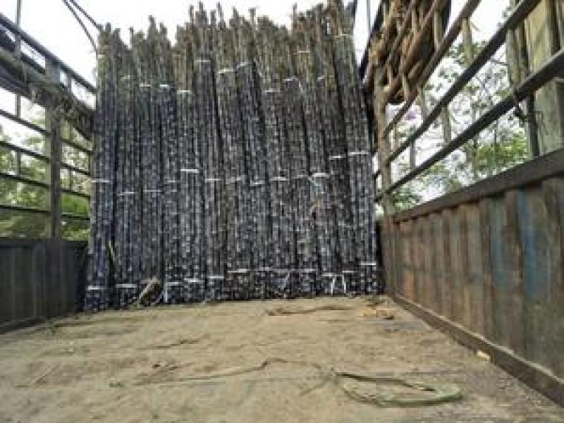 广西黑皮甘蔗果蔗3~4cm2~2.5米4-6斤
