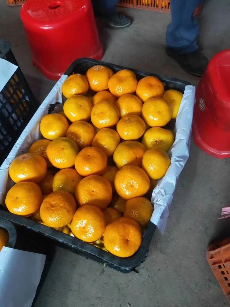 【热卖】高山蜜橘产地现摘专业对接市场，电商，商超等