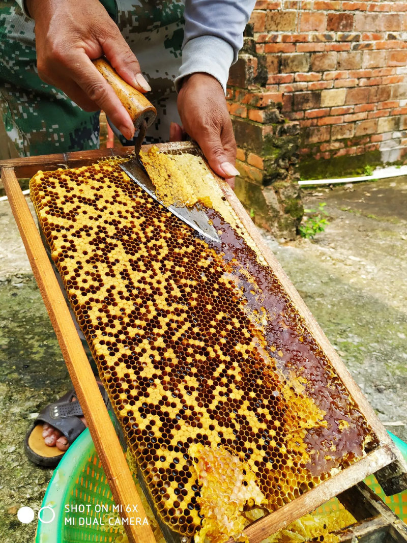 【包邮】广东土蜂蜜农家蜂场自产自销现货供应量大价优