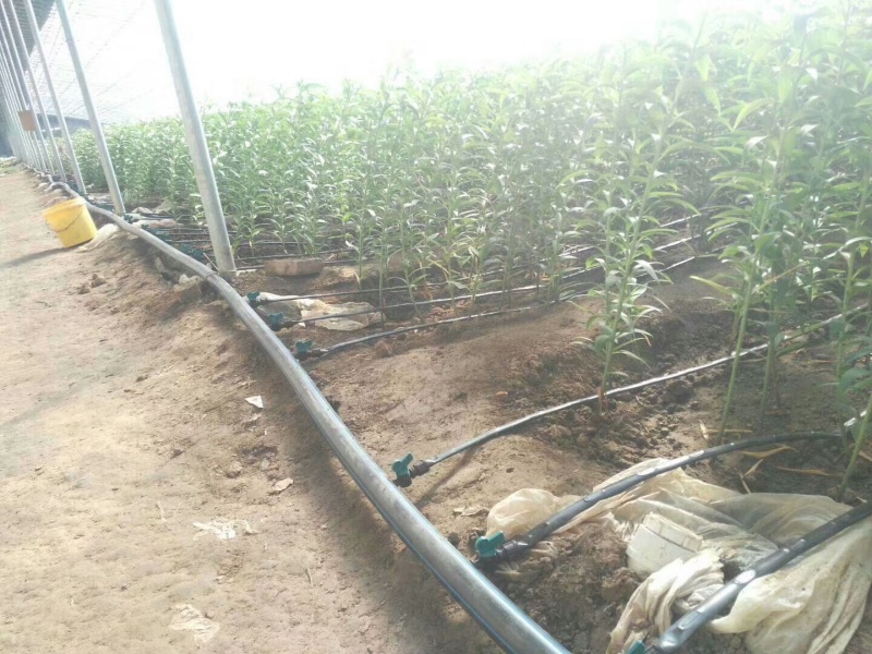 pe管贴片滴灌带滴灌灌溉大棚配件灌溉农用水带软管喷灌带
