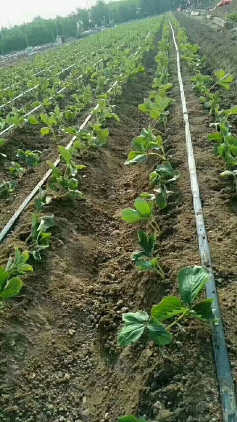 pe管贴片滴灌带滴灌灌溉大棚配件灌溉农用水带软管喷灌带