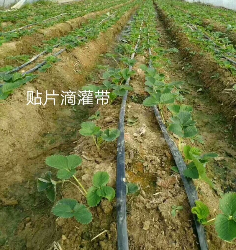 贴片滴灌带滴灌灌溉大棚配件灌溉农用水带软管喷灌带