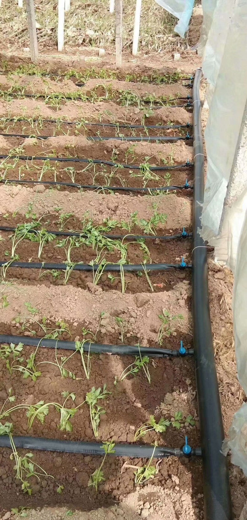 贴片滴灌带瓜果蔬菜大棚配件灌溉农用水带软管喷灌带