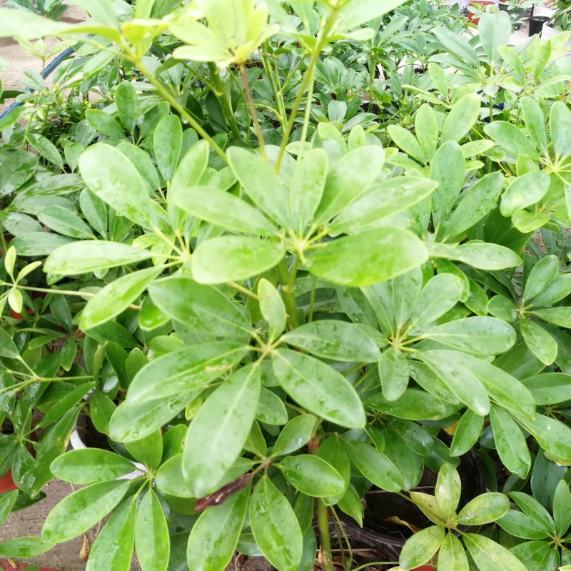 鸭脚木招财树鹅掌柴