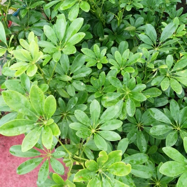 鸭脚木招财树鹅掌柴