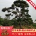 泰山景松配泰山石，造型松，迎客松，大小齐全，包安装。