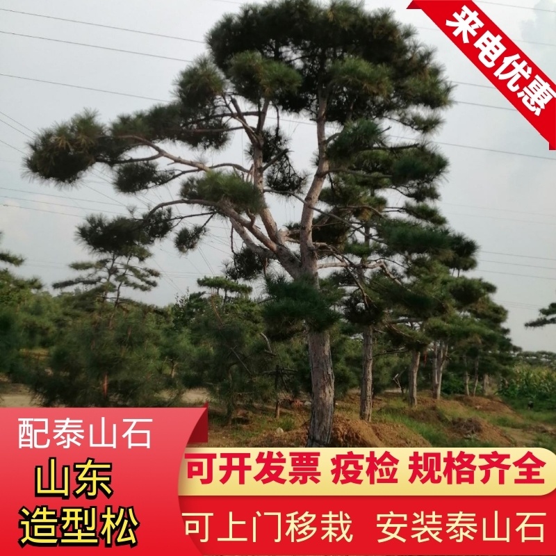 泰山景松配泰山石，造型松，迎客松，大小齐全，包安装。