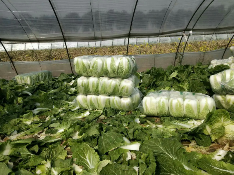 优质白菜品类齐全基地一手货源大量供应价格实惠
