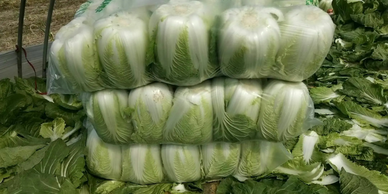 优质白菜品类齐全基地一手货源大量供应价格实惠