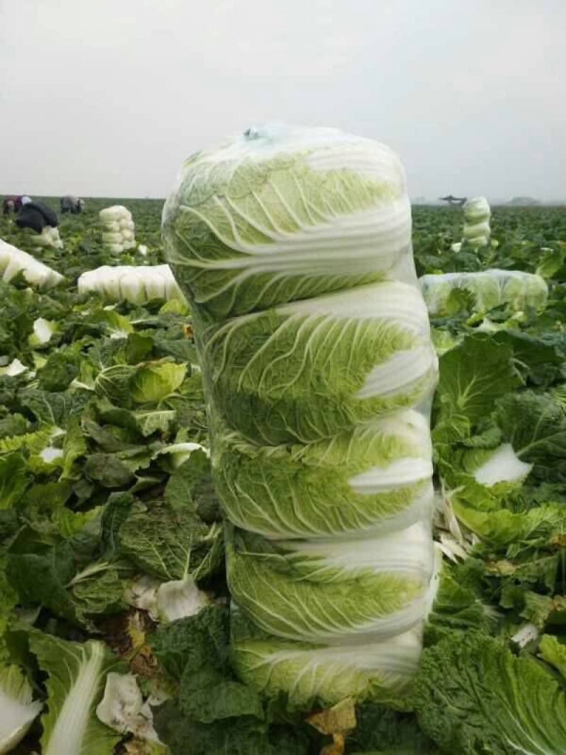 精选江苏白菜万亩基地直发量大价优包装上车