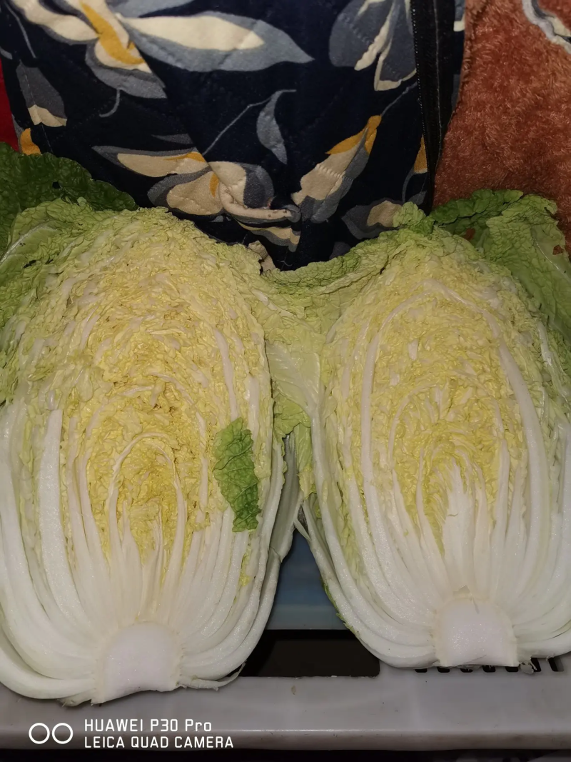 精选江苏白菜万亩基地直发量大价优包装上车