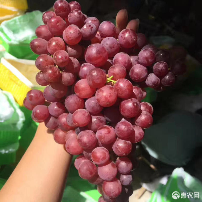 玻璃脆翠葡萄树苗无核葡萄提子多根系