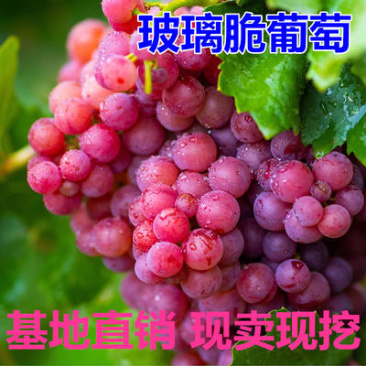 玻璃脆翠葡萄树苗无核葡萄提子多根系
