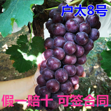 藤户太八号葡萄苗嫁接苗多根系葡萄苗
