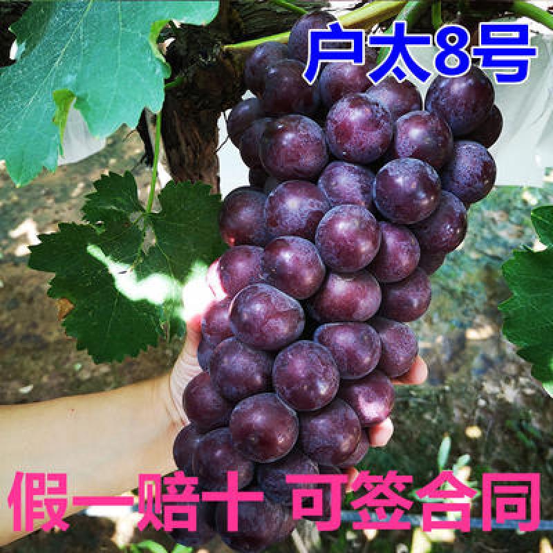 藤户太八号葡萄苗嫁接苗多根系葡萄苗