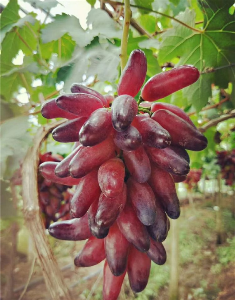 葡之梦葡萄苗提子苗苗指提子无核提子
