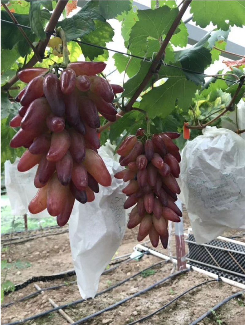 葡之梦葡萄苗提子苗苗指提子无核提子