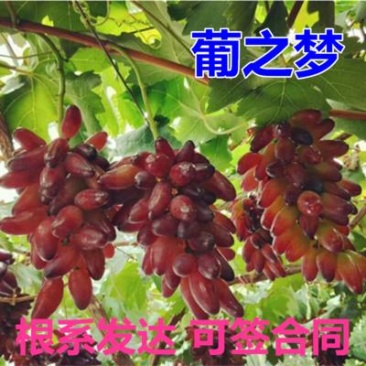 葡之梦葡萄苗提子苗苗指提子无核提子