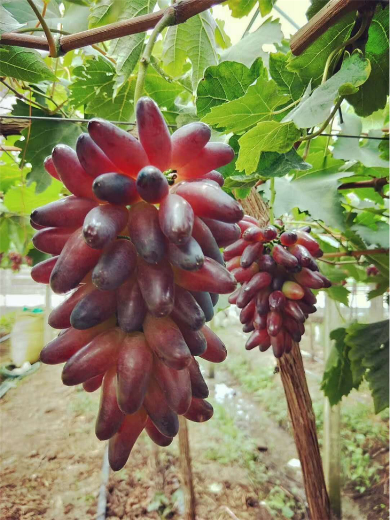葡之梦葡萄苗提子苗苗指提子无核提子