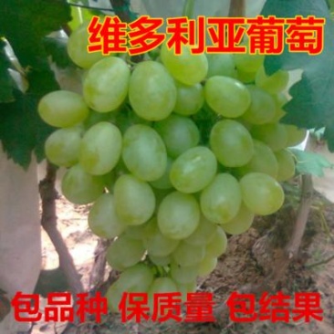 维多利亚葡萄苗青提无核葡萄苗多根系葡萄苗