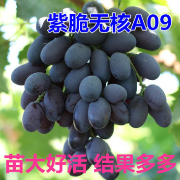 无核紫葡萄苗无核葡萄巨无霸紫脆无核A09葡萄果树苗大