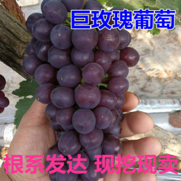 巨玫瑰葡萄苗大玫瑰香葡萄苗巨玫瑰香多根系