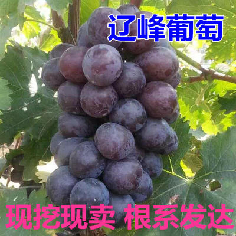 辽峰葡萄苗果树苗嫁接葡萄树苗辽峰葡萄苗巨峰芽变葡萄