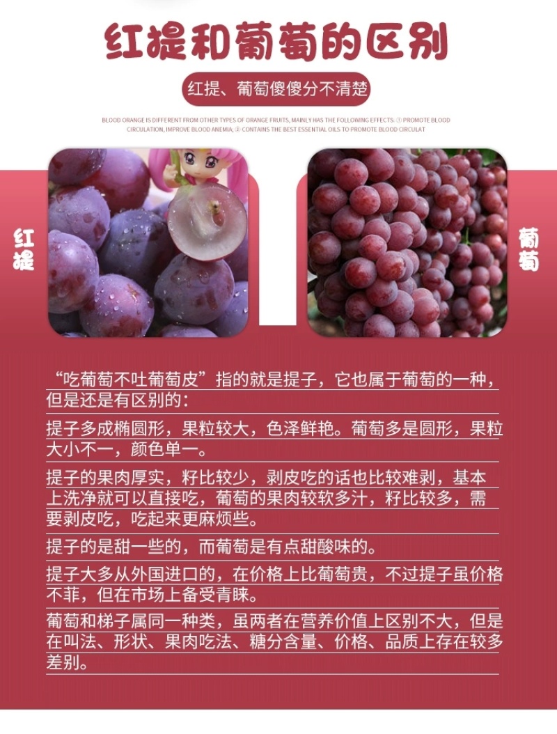 美国红提苗无籽红提子苗葡萄苗玫瑰红提子苗
