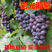 早熟葡萄品种蜜光葡萄苗果树苗南方北方种植当年结果大