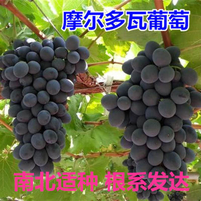 摩尔多瓦葡萄苗抗病高产晚熟葡萄苗酒葡萄地栽新品种果