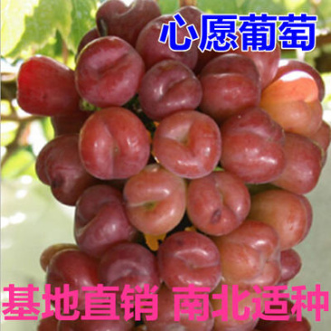 红国王葡萄苗心愿葡萄树苗南方北方露天果树苗地栽当年结果