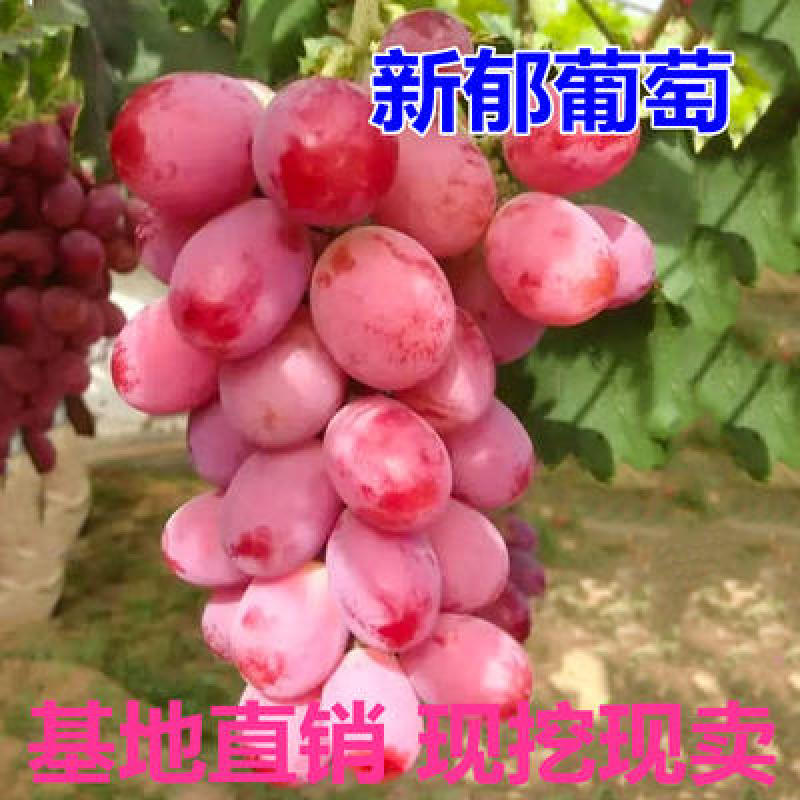 新郁葡萄苗大苗当年结果庭院抗寒爬藤南方北方种植品种葡萄树