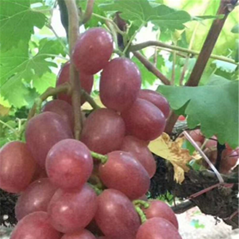 新郁葡萄苗大苗当年结果庭院抗寒爬藤南方北方种植品种葡萄树