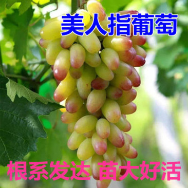果树美人指葡萄苗大苗果树果苗爬藤南方种植果树苗当年结果葡