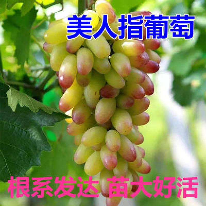 果树美人指葡萄苗大苗果树果苗爬藤南方种植果树苗当年结果葡
