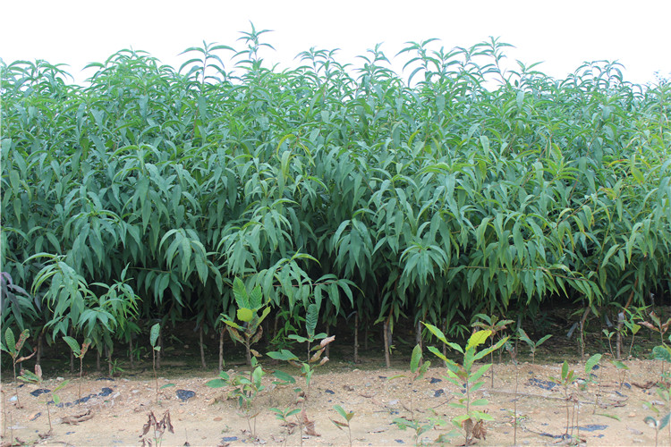 黄桃加工车间场景