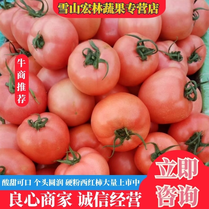硬粉西红柿山东本地一手货源酸甜可口商超市场长期供应