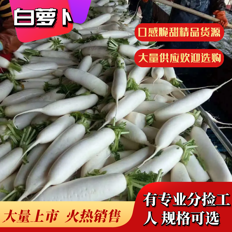 湖北白萝卜肉质细密味甜多汁产地直销可视频看货