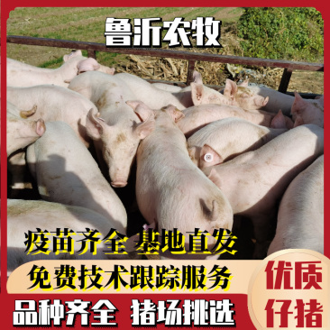 【浙江三元仔猪】品种齐全，防疫完善，抗病性强视频挑选
