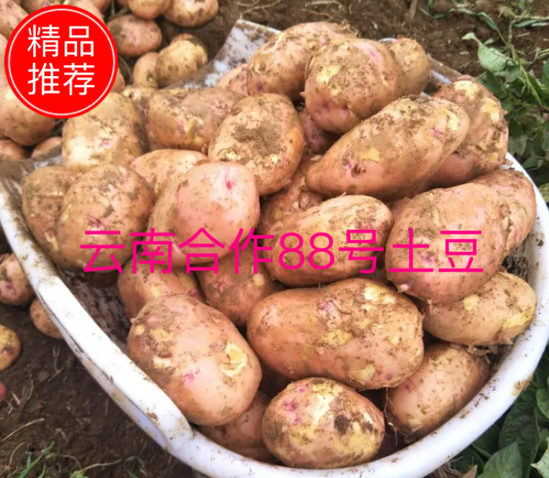 【大量上市】云南马铃薯合作88号土豆可加工厂大大提高产品