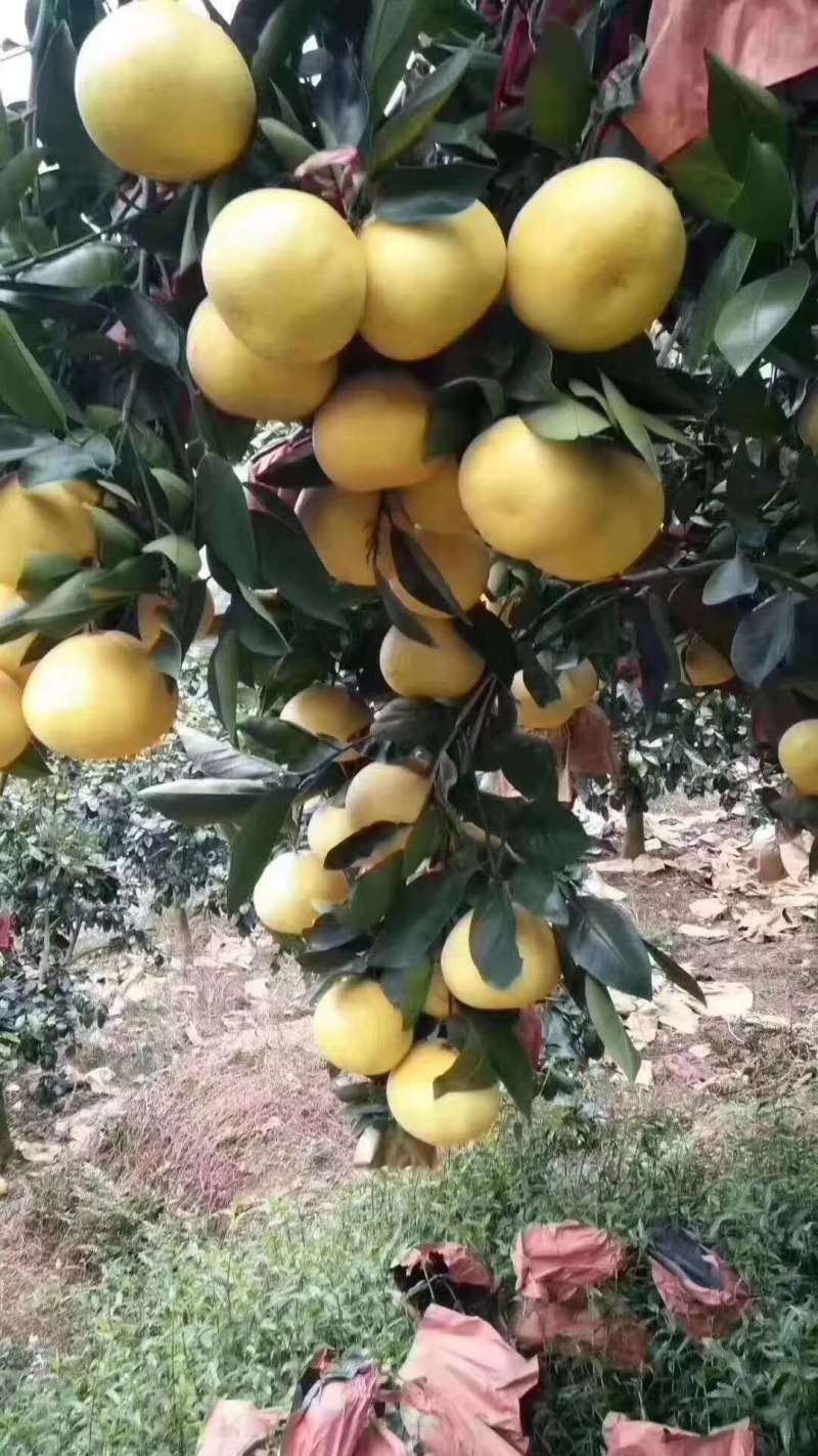 【热卖】葡萄柚，漳州葡萄柚，平和葡萄柚，产地直发欢迎咨询