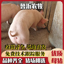 【母猪】二元母猪产仔率高包运输抗病性强视频