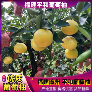 【热卖】葡萄柚，漳州葡萄柚，平和葡萄柚，产地直发欢迎咨询