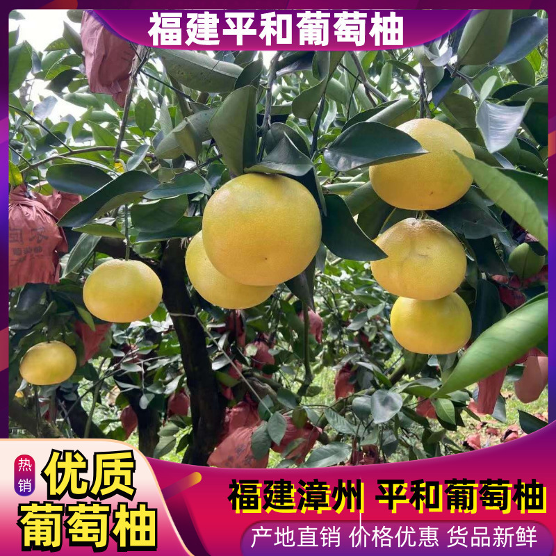 【热卖】葡萄柚，漳州葡萄柚，平和葡萄柚，产地直发欢迎咨询