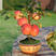 矮化红富士苹果树苗盆景苹果苗造型好量大从优