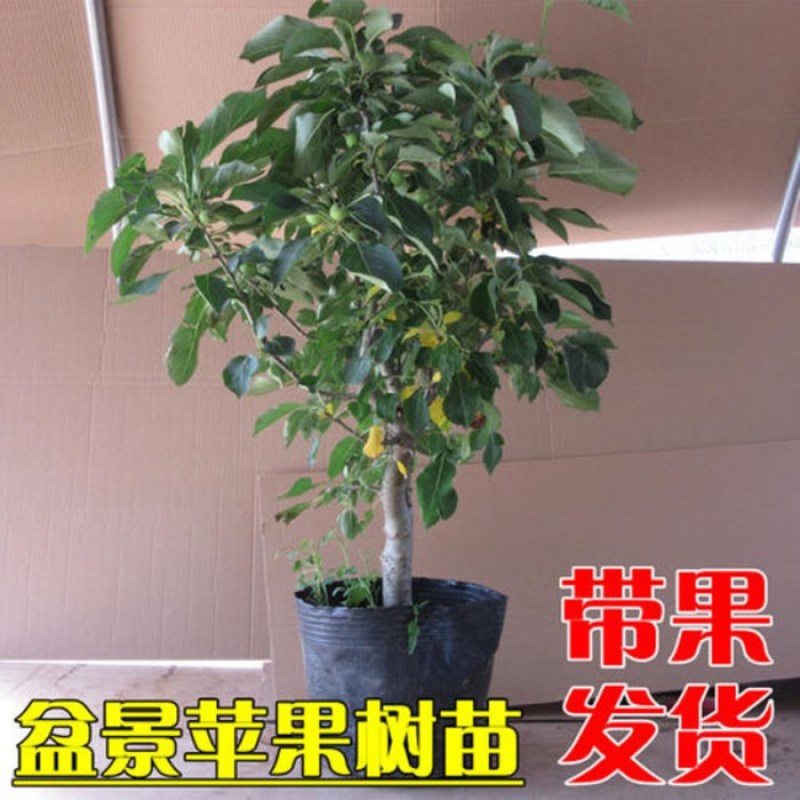 矮化红富士苹果树苗盆景苹果苗造型好量大从优