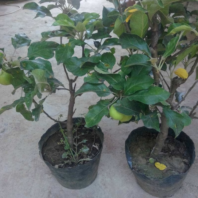 矮化红富士苹果树苗盆景苹果苗造型好量大从优
