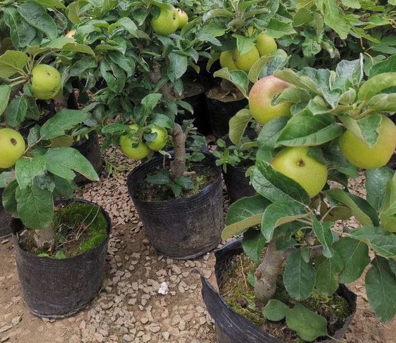 矮化红富士苹果树苗盆景苹果苗造型好量大从优